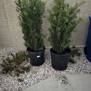 Star Nursery - Nurseries & Gardening Near Me - Las Vegas, Nevada Star Nursery - Nurseries & Gardening Near Me - Las Vegas, Nevada