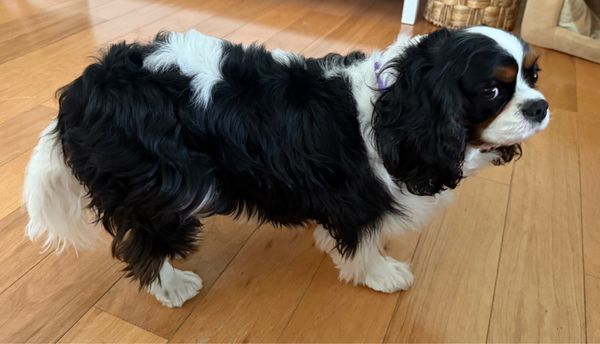 Shear Magic Pet Grooming inc