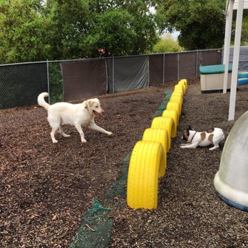 All Breed - Playing outside - Pet Groomers Near Me - Concord, California