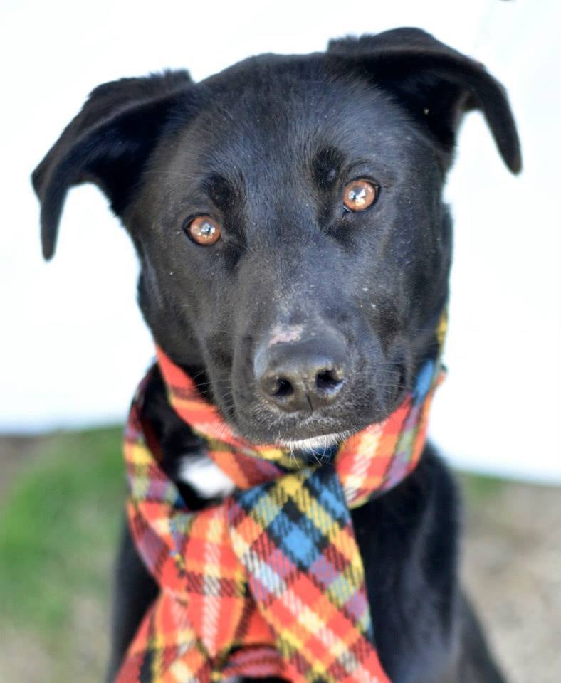 VT DOG RESCUE, INC Updated October 2024 Hinesburg, Vermont Pet