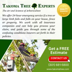 Takoma Tree Experts - Weather any storm with Takoma Tree Experts! Top-tier tree services: stump removal, trimming & emergency response