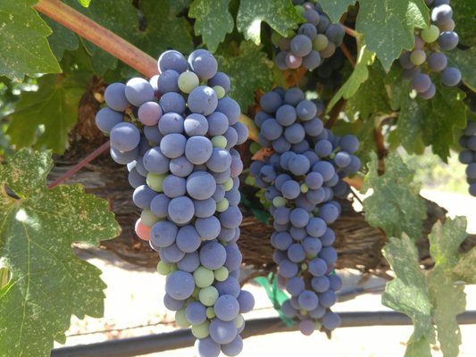 BobDog Wines by null