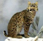 Karen's Taxidermy & Wildlife Art Studio - taxidermy in Rogers, AR