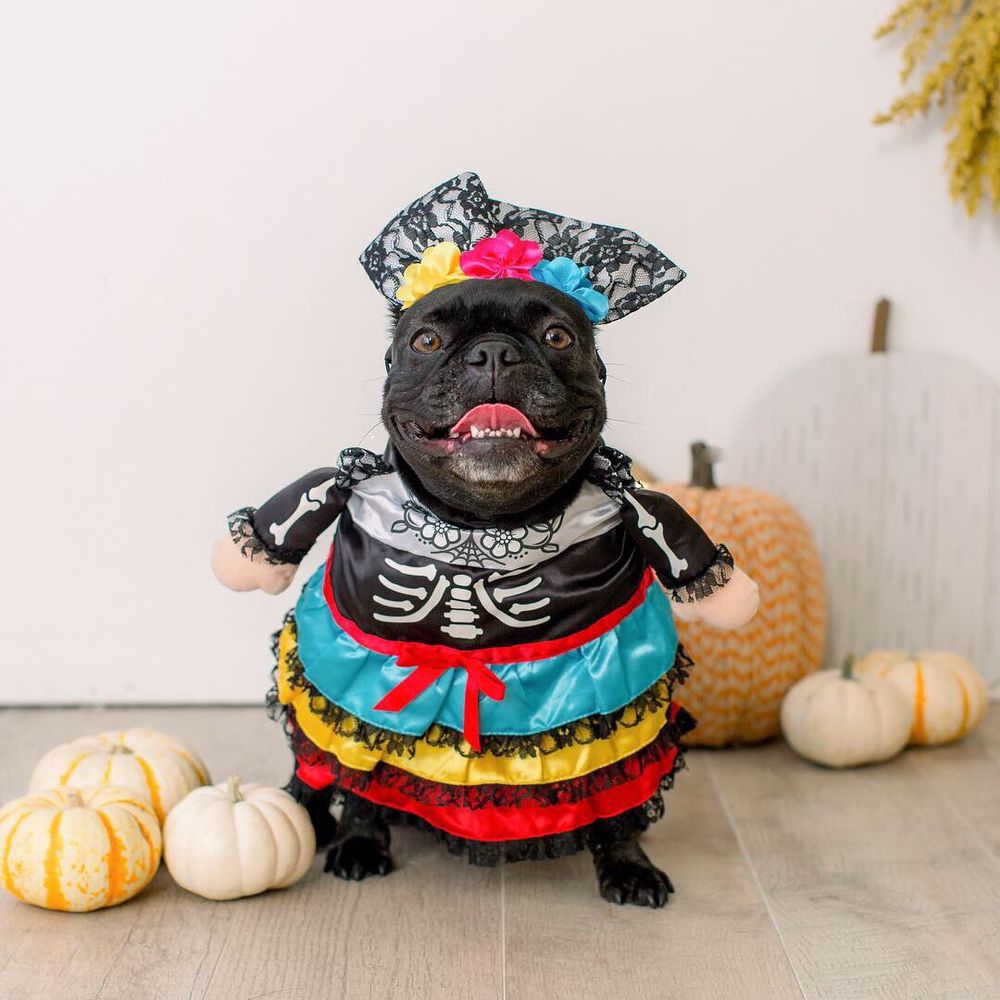 The Salty Dog Studio - Pet Photography Near Me - Costa Mesa, California