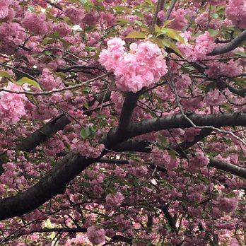 Brooklyn Botanic Garden - More cherry blossoms - Botanical Gardens Near Me - Brooklyn, New York