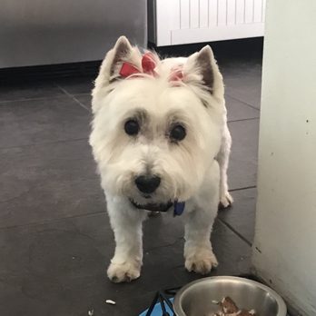 classy clips pet grooming