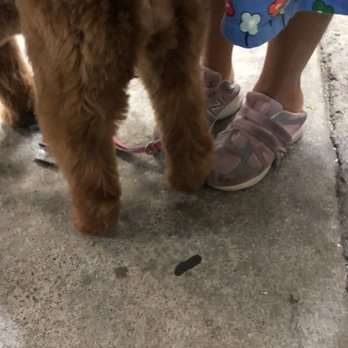 Oh My Dog - They completely butchered her butt! - Pet Groomers Near Me - Foster City, California