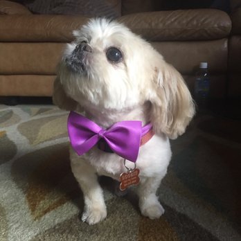 Le Bone Pet Spa - =) - Pet Groomers Near Me - Pembroke Pines, Florida Le Bone Pet Spa - =) - Pet Groomers Near Me - Pembroke Pines, Florida