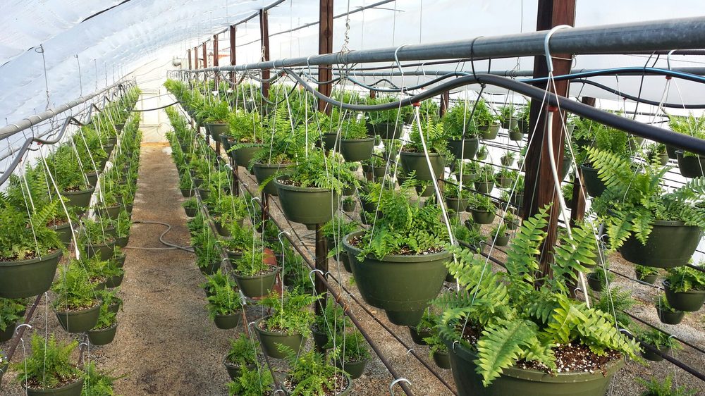 FERN RUNNERS GARDEN CENTER Updated October 2024 6558 Nashville Rd, Bowling Green, Kentucky