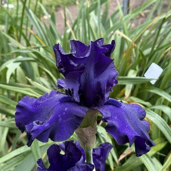 Schreiner's Iris Gardens - Iris - Nurseries & Gardening Near Me - Salem, Oregon