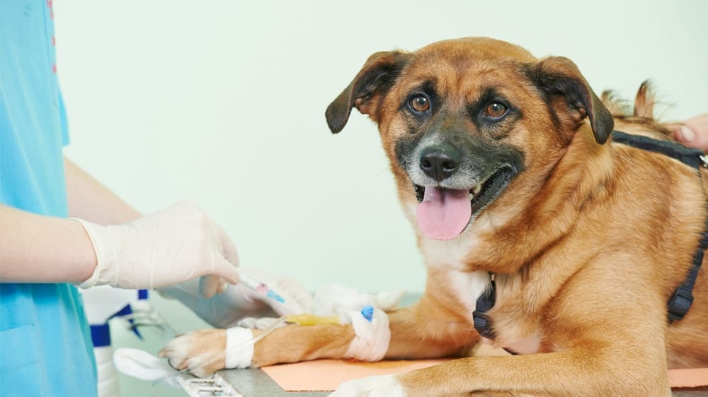 County Veterinary Hospital Of St Charles - pet boarding facility in Saint Charles, MO