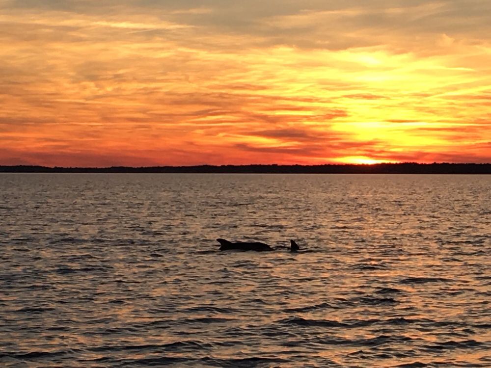 BACK BAY TOURS Updated June 2024 Ocean View, Delaware Tours