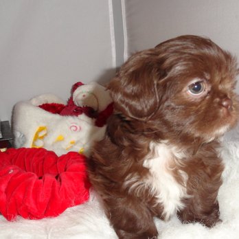 Faith's Little Angels - Jaxon (Shih Tzu) Puppy - Pet Breeders Near Me - Lipan, Texas Faith's Little Angels - Jaxon (Shih Tzu) Puppy - Pet Breeders Near Me - Lipan, Texas