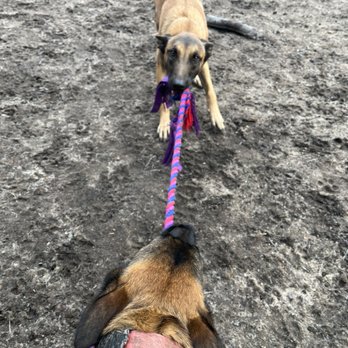 My Canines Keeper - Tug of War with Serafina and Athena - Pet Training Near Me My Canines Keeper - Tug of War with Serafina and Athena - Pet Training Near Me