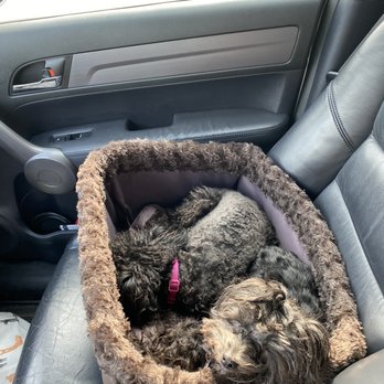 Upper Horsepen Creek Park - These are my two little poodles on the way to the dog park. - Dog Parks Near Me - Houston, Texas Upper Horsepen Creek Park - These are my two little poodles on the way to the dog park. - Dog Parks Near Me - Houston, Texas