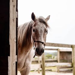 Cedar Island Ranch
