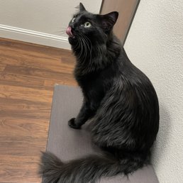 Fidget waiting for the doctor to diagnose his pneumonia 11/2023