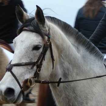 Magic Poney - Horseback Riding Near Me - Quimper, 29 Magic Poney - Horseback Riding Near Me - Quimper, 29