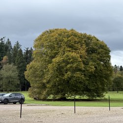 Glamis Castle - An unusually shaped tree on their grounds.