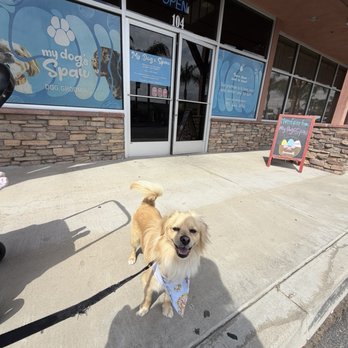 My Dog’s Spaw - Happy dog after the groomers - Pet Groomers Near Me - Norco, California