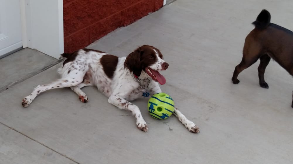 Photos of OUR HOME DOGGY DAYCARE & BOARDING Updated August 2024 29