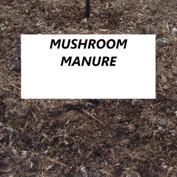 Ikon Mushroom - Nurseries & Gardening Near Me - Surrey, British Columbia Ikon Mushroom - Nurseries & Gardening Near Me - Surrey, British Columbia