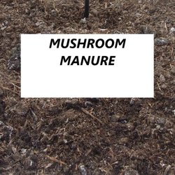 Ikon Mushroom
