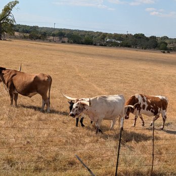 Sonder - Longhorns on the way driving in - Cafes Near Me - Driftwood, Texas