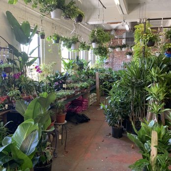Ricky's Flower Market - Florists Near Me - Somerville, Massachusetts