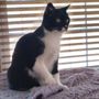 Photo of Dillon Animal Hospital