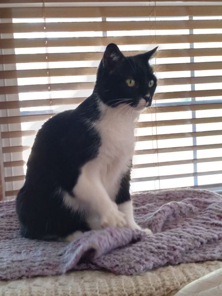 DILLON ANIMAL HOSPITAL Updated September 2024 1618 Highway 301 S