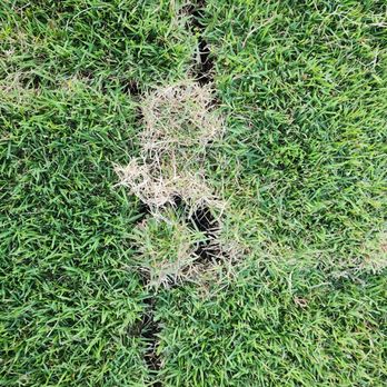 Tree Removal Expert Plus - Gaps between the laid sod. Terible untrained crew, unskilled and didn't speak English. Very Shady and Poor Quality sod and stone work. - Tree Services Near Me Tree Removal Expert Plus - Gaps between the laid sod. Terible untrained crew, unskilled and didn't speak English. Very Shady and Poor Quality sod and stone work. - Tree Services Near Me