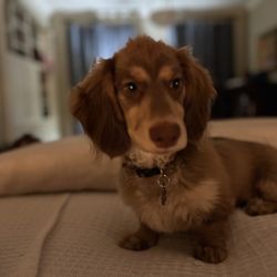 Telltail Dog Training
