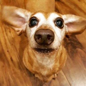 Keeping Up With Jack - She's gonna fly away! - Dog Walkers Near Me - Bothell, Washington Keeping Up With Jack - She's gonna fly away! - Dog Walkers Near Me - Bothell, Washington
