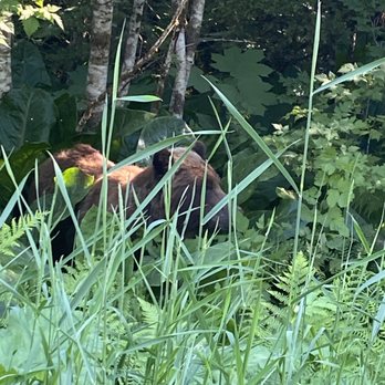 Gee Sta Hun Tours - Alaska Brown Bear enjoying Skunk cabbage. - Bus Tours Near Me - Hoonah, Alaska Gee Sta Hun Tours - Alaska Brown Bear enjoying Skunk cabbage. - Bus Tours Near Me - Hoonah, Alaska
