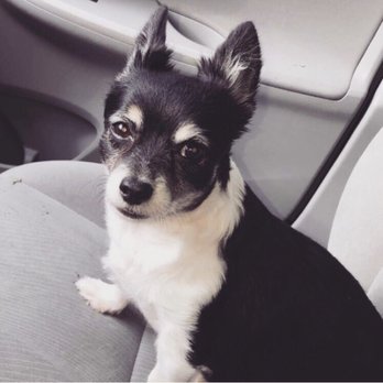 Paws In Paradise - Pet Groomers Near Me - Brooklyn, New York