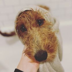 The Wandering Canine