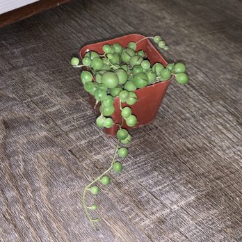 Euphorbia - String of pearls - Nurseries & Gardening Near Me - Elmira, Oregon Euphorbia - String of pearls - Nurseries & Gardening Near Me - Elmira, Oregon