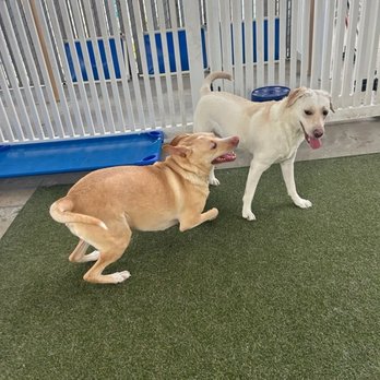St Marks Dog Resort - Pet Boarding Near Me - Rancho Cucamonga, California