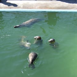National Seal Sanctuary - Some of the seal pups