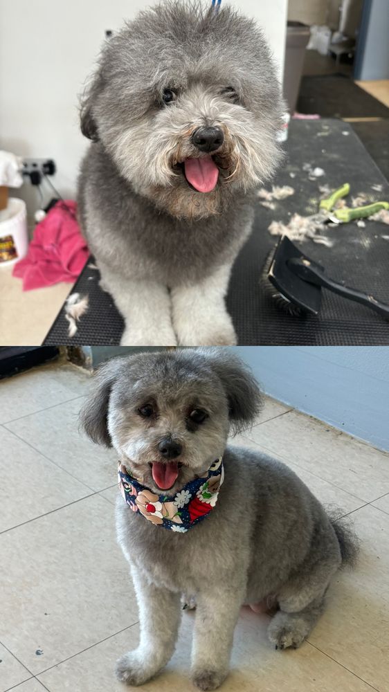 DIVA DOGGY SPA Updated June 2024 10 Photos Escondido, California