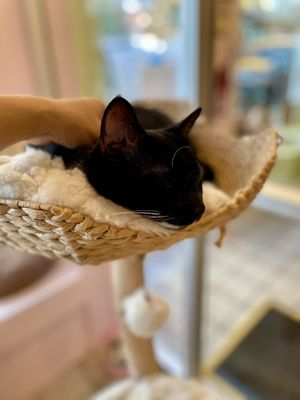 Beans Cat Cafe