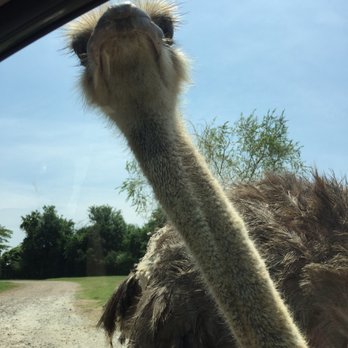 Tennessee Safari Park - Parks Near Me - Alamo, Tennessee