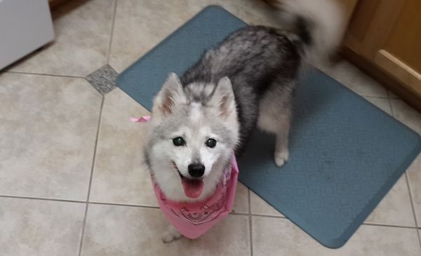 fantasy spa mobile pet grooming