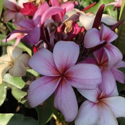 C Stars Nursery