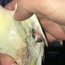 This is a photo of Birdie's left wing with an obvious growth/infection from where Dr. Oliver "cauterized" her "blood feather."