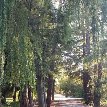 Graceful Health Chiropractic - Upon leaving, this is the exit road to the street... Kind of like something you'd see at a State park.. just a tranquil feeling.. - Chiropractors Near Me - Newcastle, California Graceful Health Chiropractic - Upon leaving, this is the exit road to the street... Kind of like something you'd see at a State park.. just a tranquil feeling.. - Chiropractors Near Me - Newcastle, California