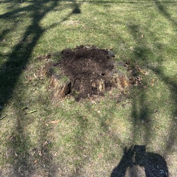 Black Dog Property Services - Tree Services Near Me - Chelmsford, Massachusetts Black Dog Property Services - Tree Services Near Me - Chelmsford, Massachusetts