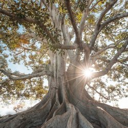 Healing Your Heart Modalities - The Belief Code exposes and pulls up from the roots the hidden belief systems that are holding us back from living the life that we want to