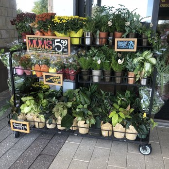 Trader Joe's - Plants. - Grocery Near Me - Davie, Florida Trader Joe's - Plants. - Grocery Near Me - Davie, Florida